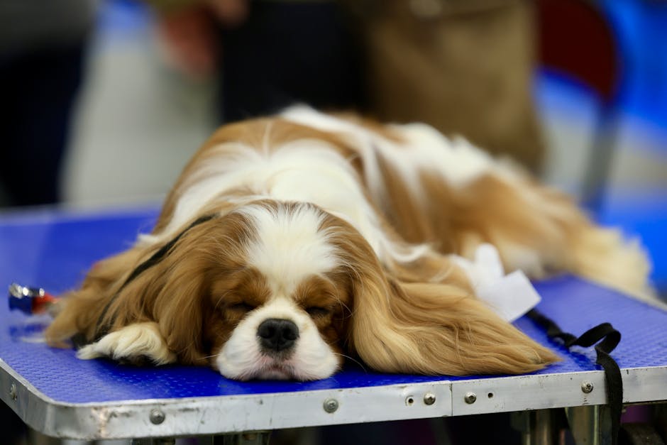 A cute Cavalier King Charles Spaniel sleeping on a blue table during a dog show.