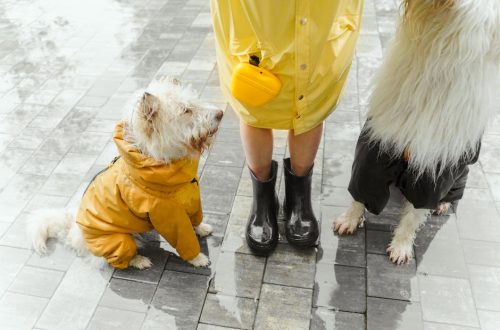 Why Most Vizsla Raincoats Fail (And What to Buy Instead)