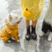 Why Most Vizsla Raincoats Fail (And What to Buy Instead)