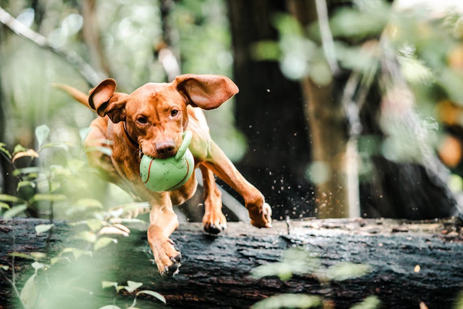 Brown Vizsla dog energetically jumping over a log with a toy ball in a lush forest.