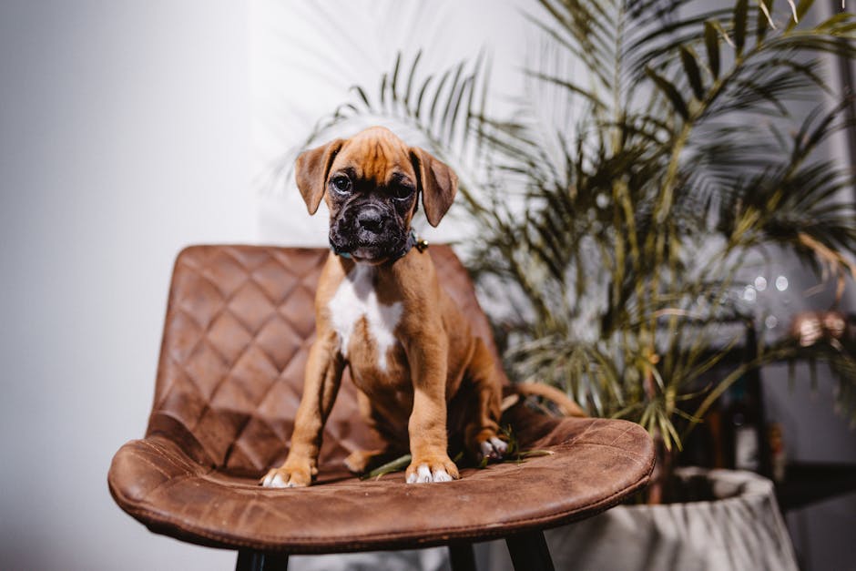 Charming boxer puppy sitting on a leather chair with plants in the background, indoors.