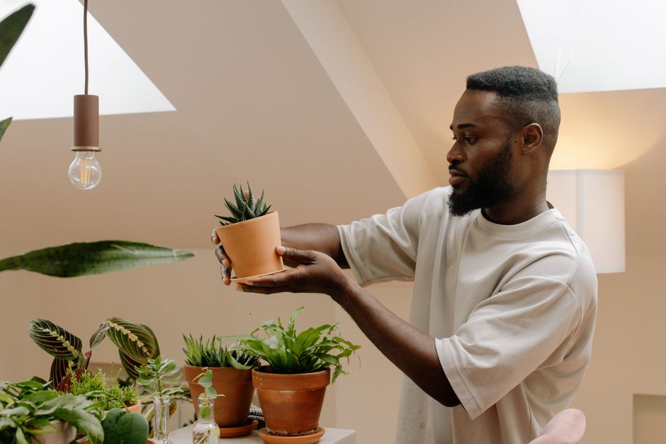 African American man admiring a potted succulent under natural light indoors. Modern home aesthetics.